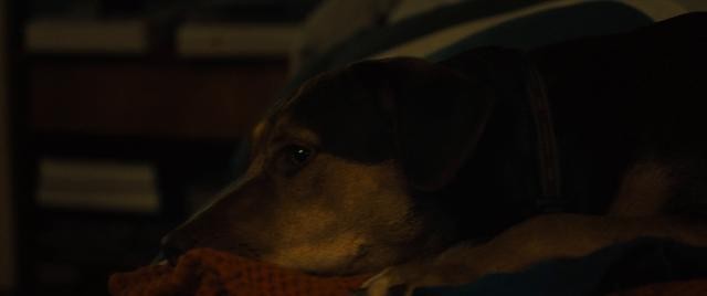 一条狗的回家路 A.Dogs.Way.Home.2019.720p.BluRay.x264-DRONES  4.4GB-3.jpg