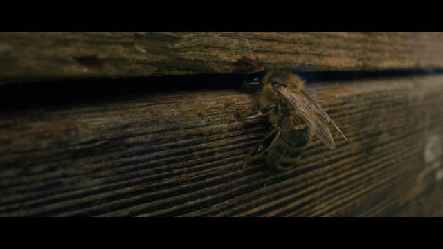 告诉蜜蜂/蜜?密 Tell.It.to.the.Bees.2018.1080p.BluRay.REMUX.AVC.DTS-HD.MA.5.1-FGT 29.02GB-3.png